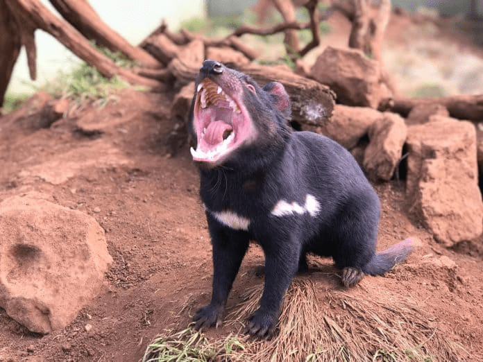 Tasmanian Devils