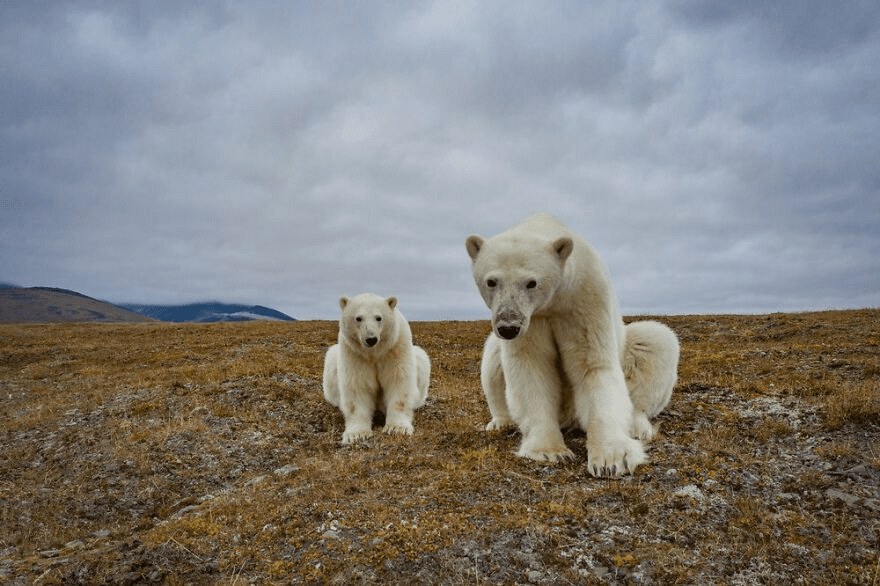 Polar Bears 