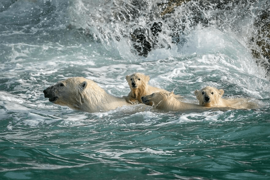 Polar Bears 