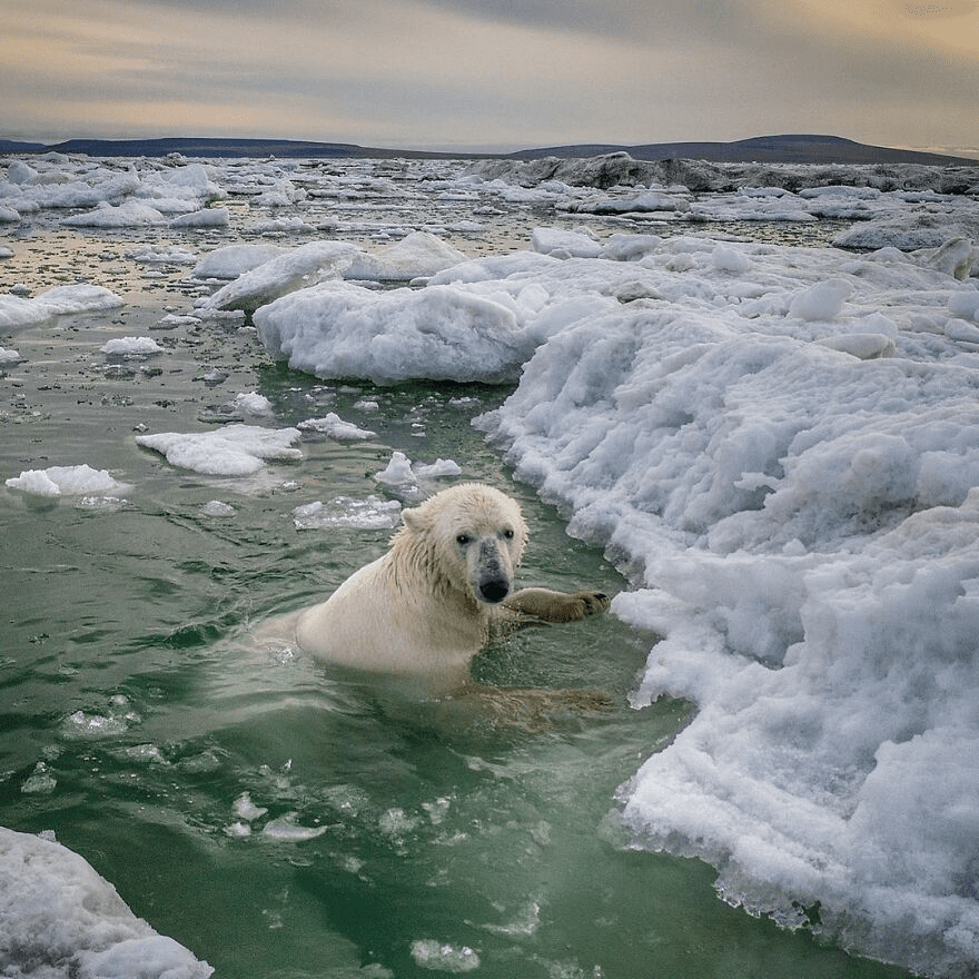 Polar Bears 