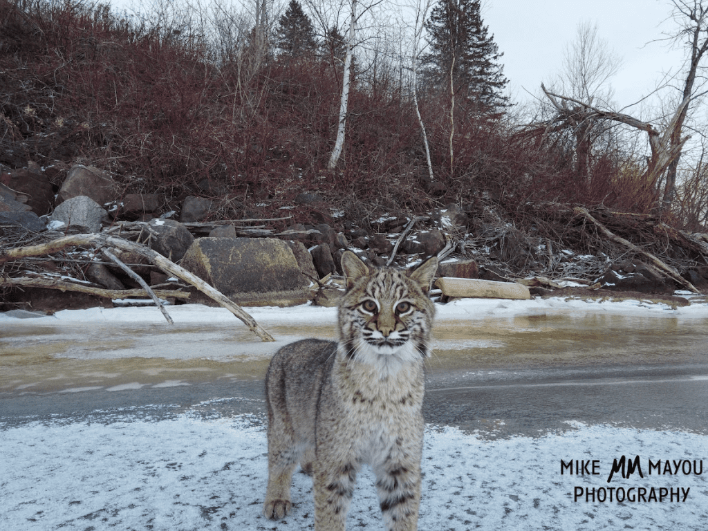 Bobcats