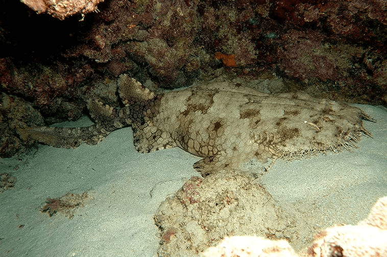 Carpet Shark