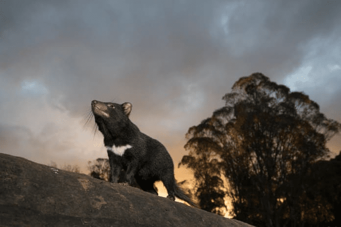 Tasmanian Devils