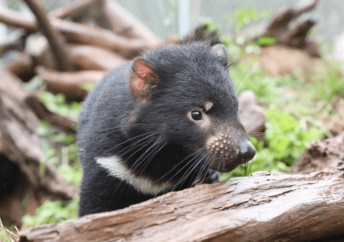 Tasmanian Devils