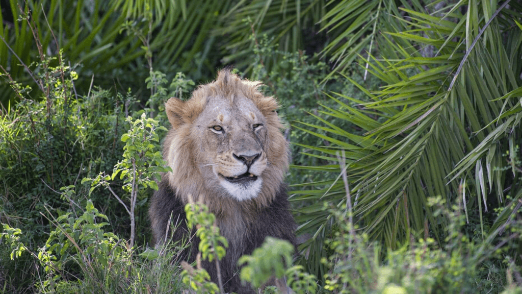 Lion