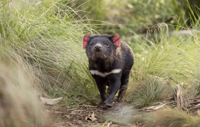 Tasmanian Devils