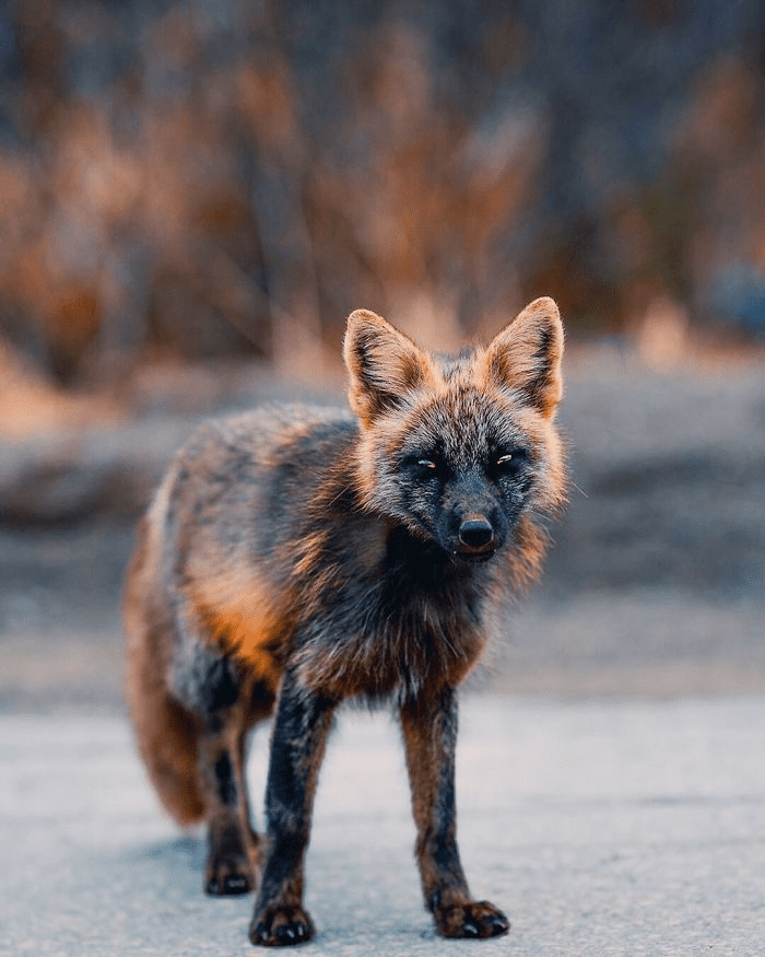 Black and Orange Fox 