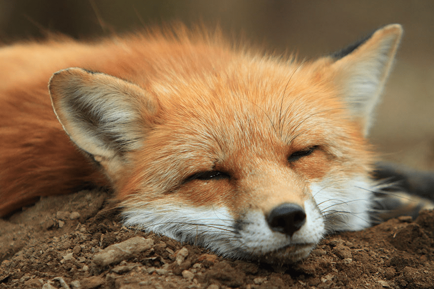 Fox