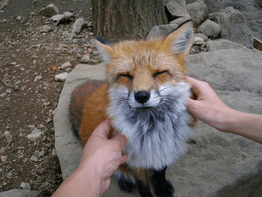 Fox