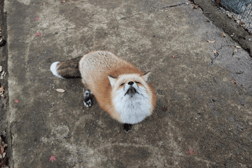 Fox