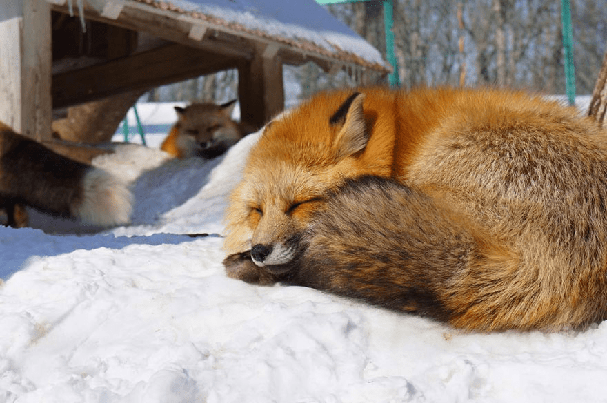 Fox