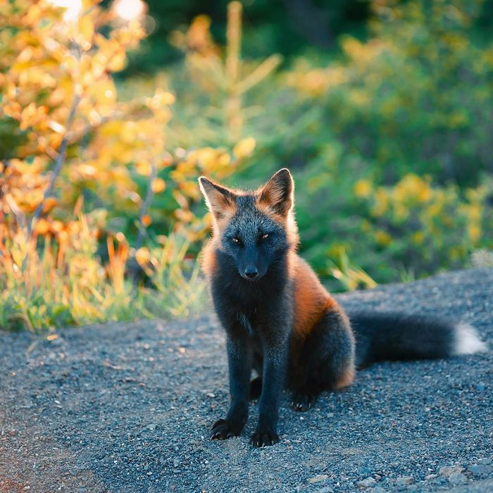 Black and Orange Fox 