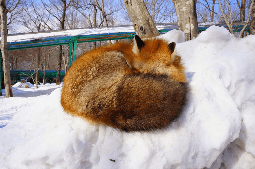 Fox