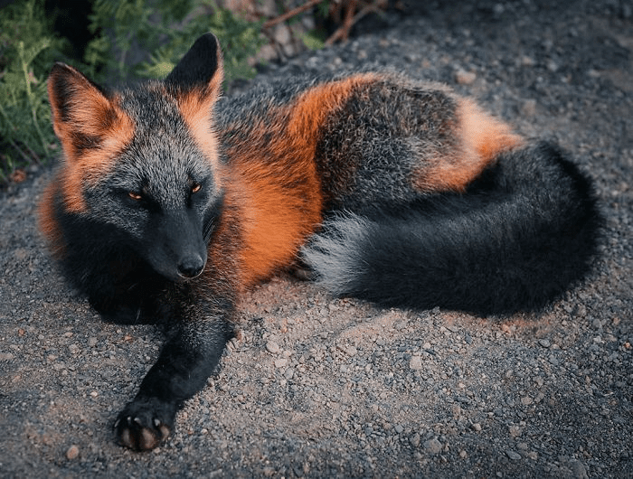 Black and Orange Fox 