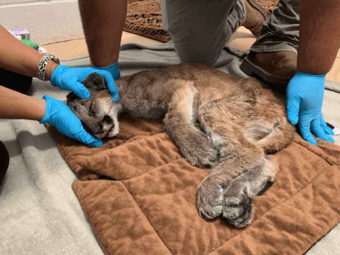 Lion Cub