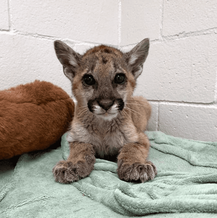 Lion Cub