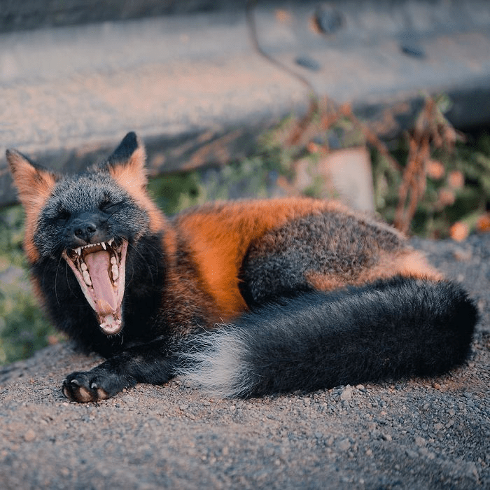 Black and Orange Fox 