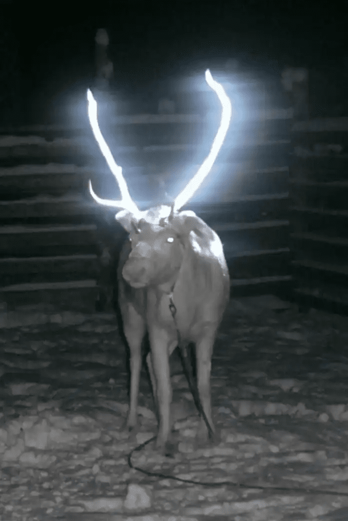 Reindeer 