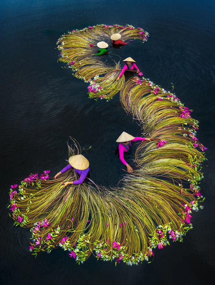 the Mekong Delta Lilies in Vietnam.