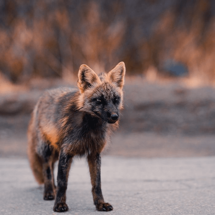 Black and Orange Fox 