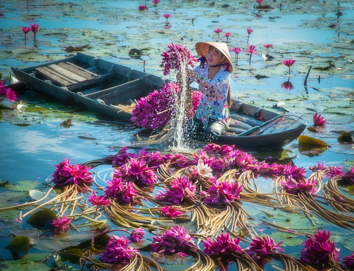 the Mekong Delta Lilies in Vietnam.