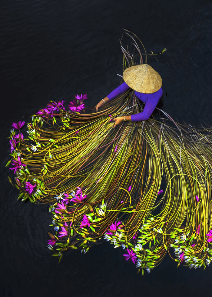 the Mekong Delta Lilies in Vietnam.