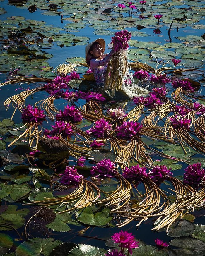 the Mekong Delta Lilies in Vietnam.