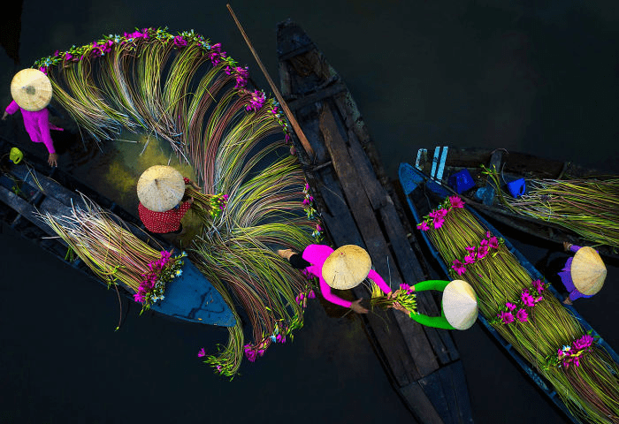 the Mekong Delta Lilies in Vietnam.