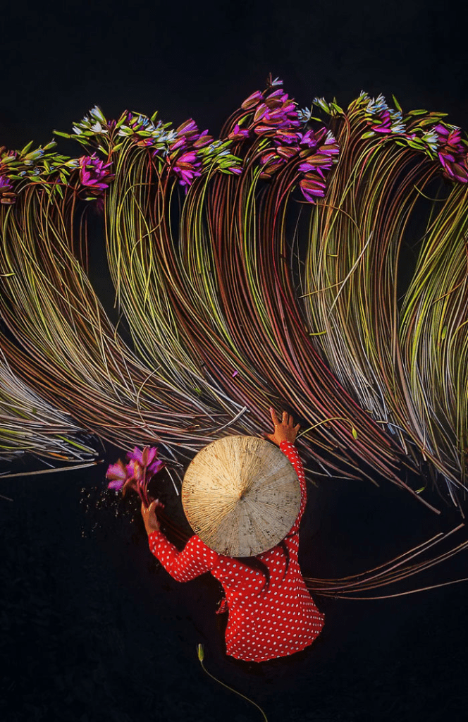 the Mekong Delta Lilies in Vietnam.