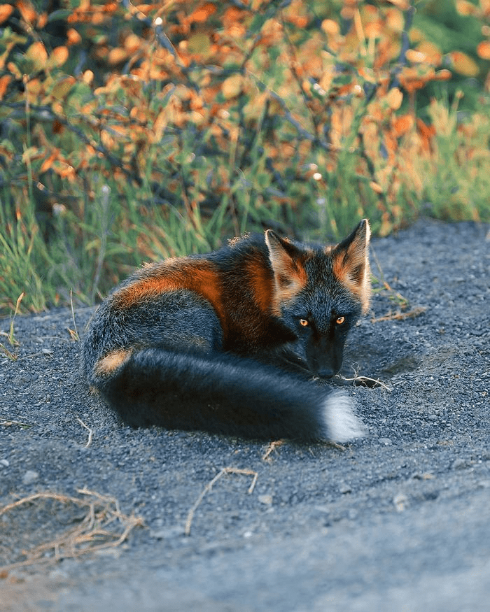 Black and Orange Fox 