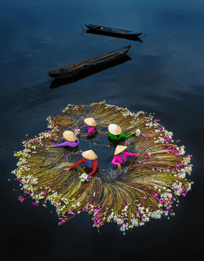 the Mekong Delta Lilies in Vietnam.