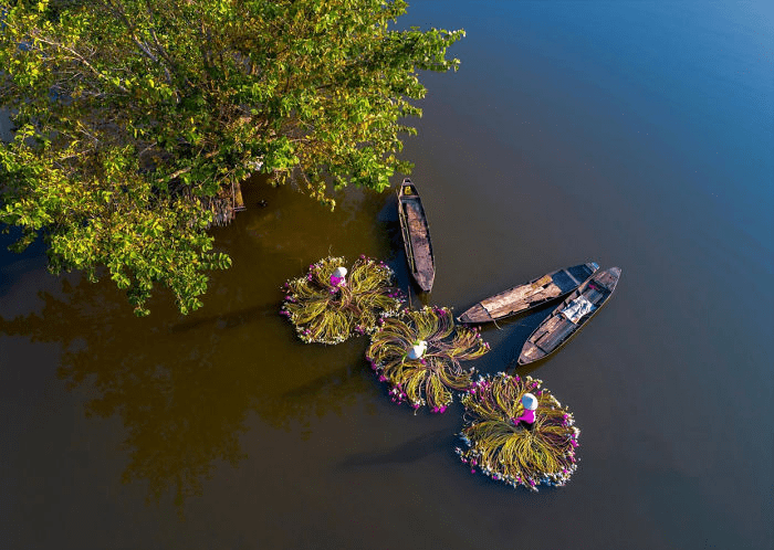 the Mekong Delta Lilies in Vietnam.