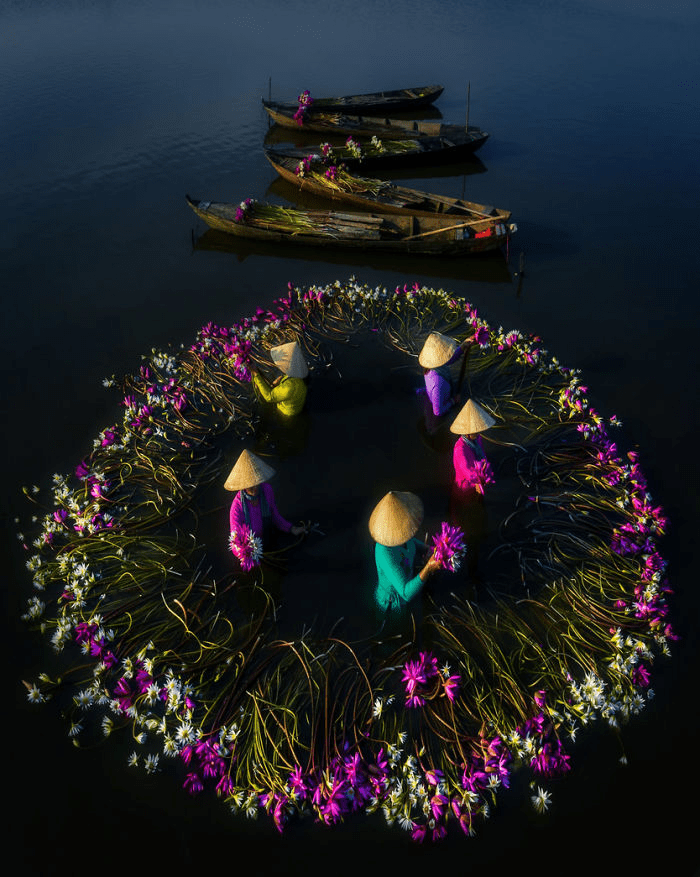 the Mekong Delta Lilies in Vietnam.