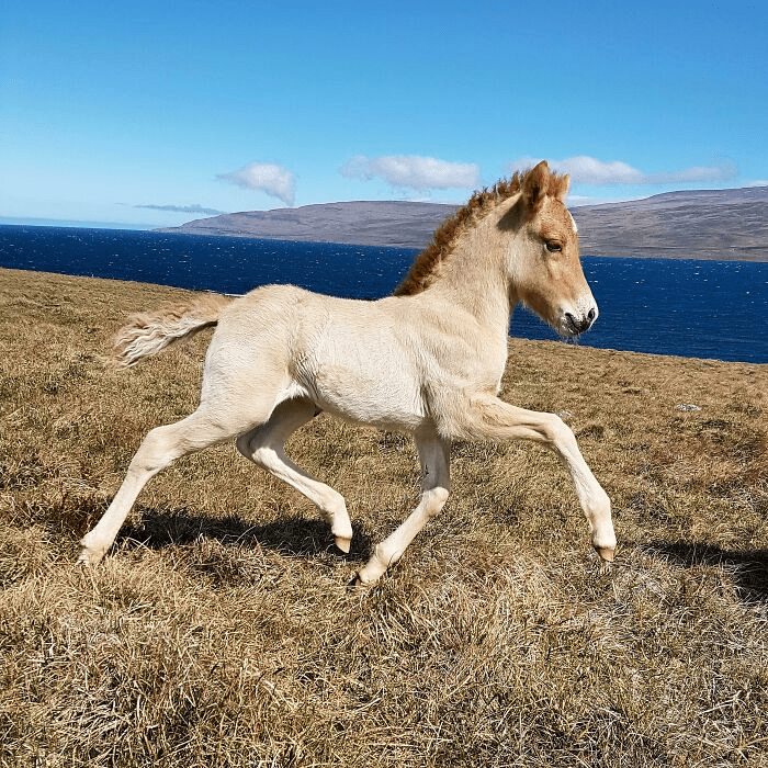 Beautiful Horses