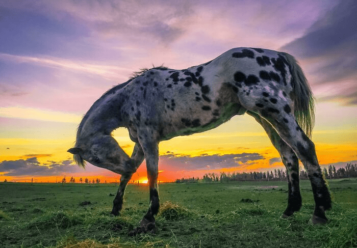 Beautiful Horses