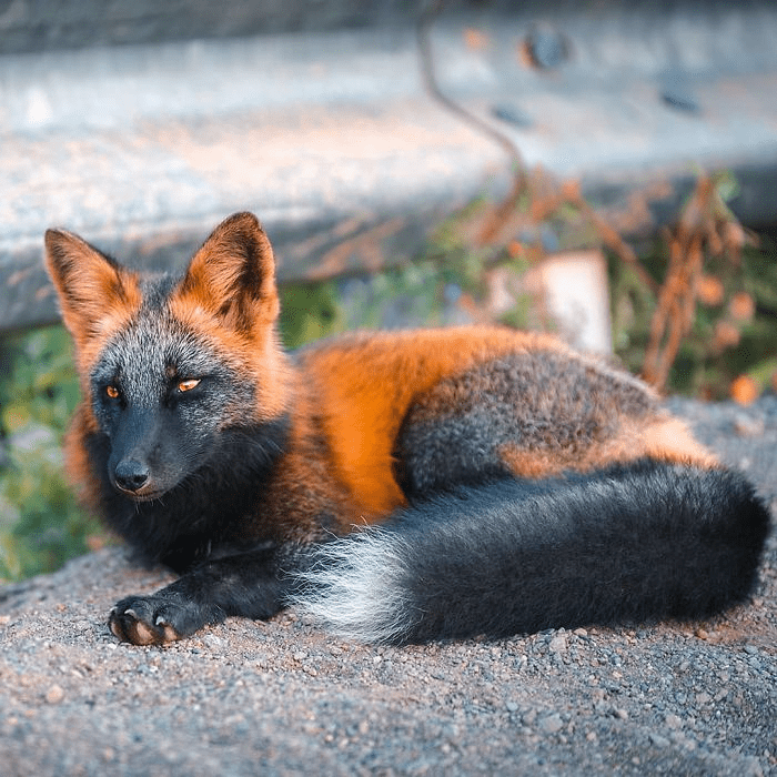 Black and Orange Fox 