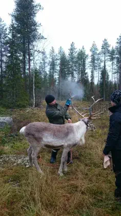 Reindeer 