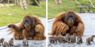 Orangutans and Otters