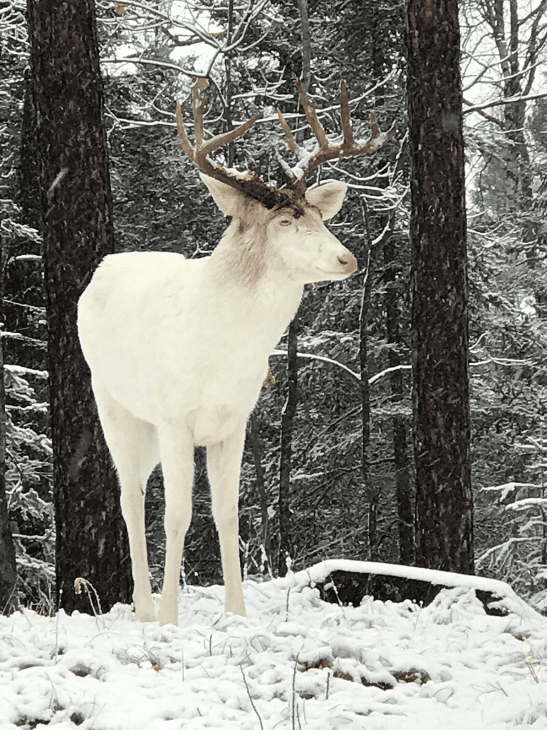 Rare Albino Whitetail Deer 