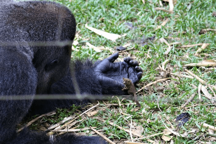 Gorilla