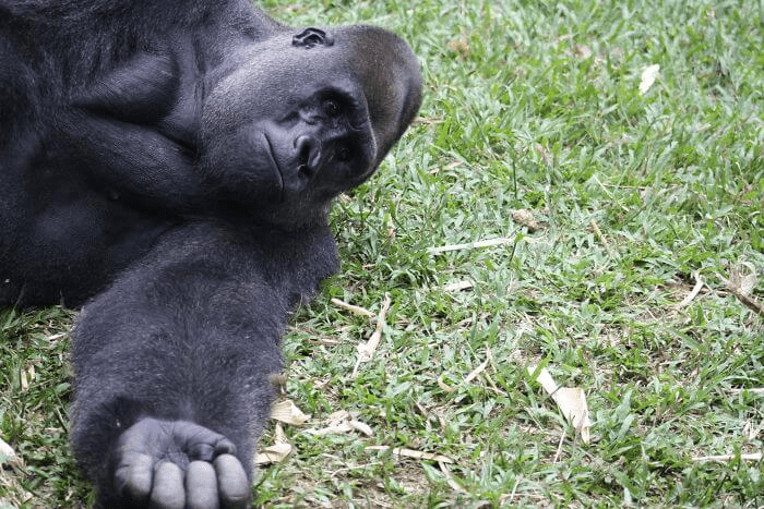 Gorilla