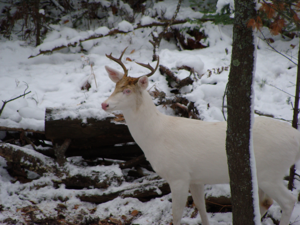 Rare Albino Whitetail Deer 