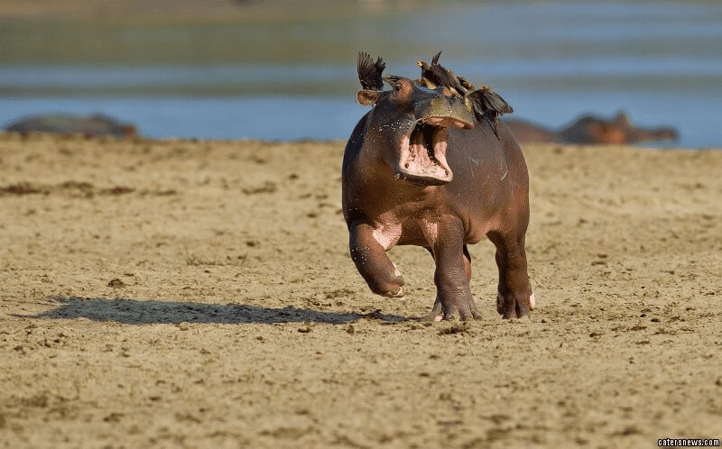 Hippo