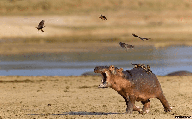 Hippo