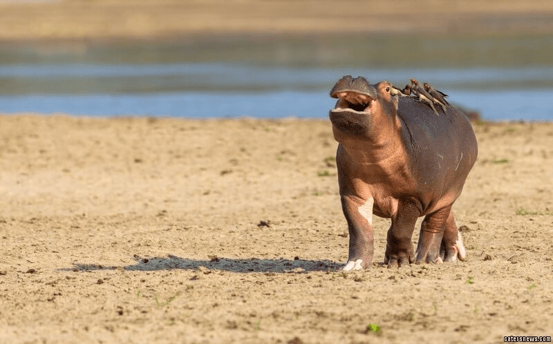 Hippo