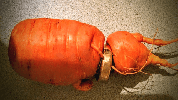 ring in carrot