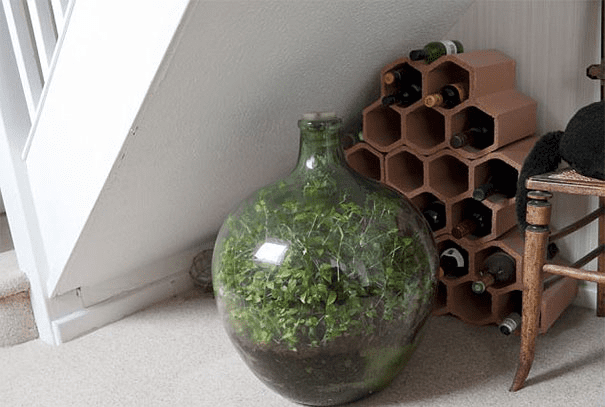 Sealed Bottle Garden