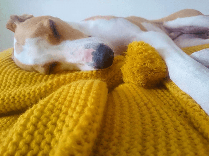 Blankets For Shelter Dogs