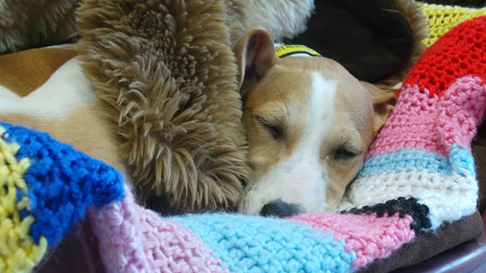 Blankets For Shelter Dogs