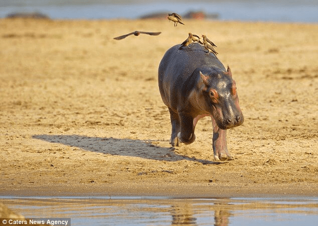 Hippo